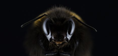 Das Bild zeigt den Kopf einer Hummel