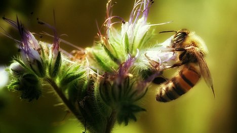 Das Foto zeigt eine Biene beim Bestäuben einer Blume. 