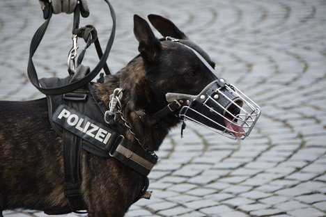 Das Foto zeigt einen Polizeihund